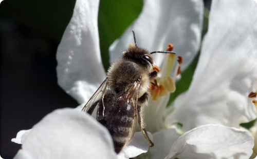 La disparition des abeilles